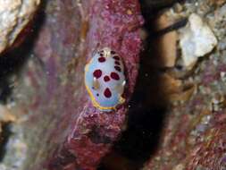 Image of Goniobranchus tumuliferus (Collingwood 1881)