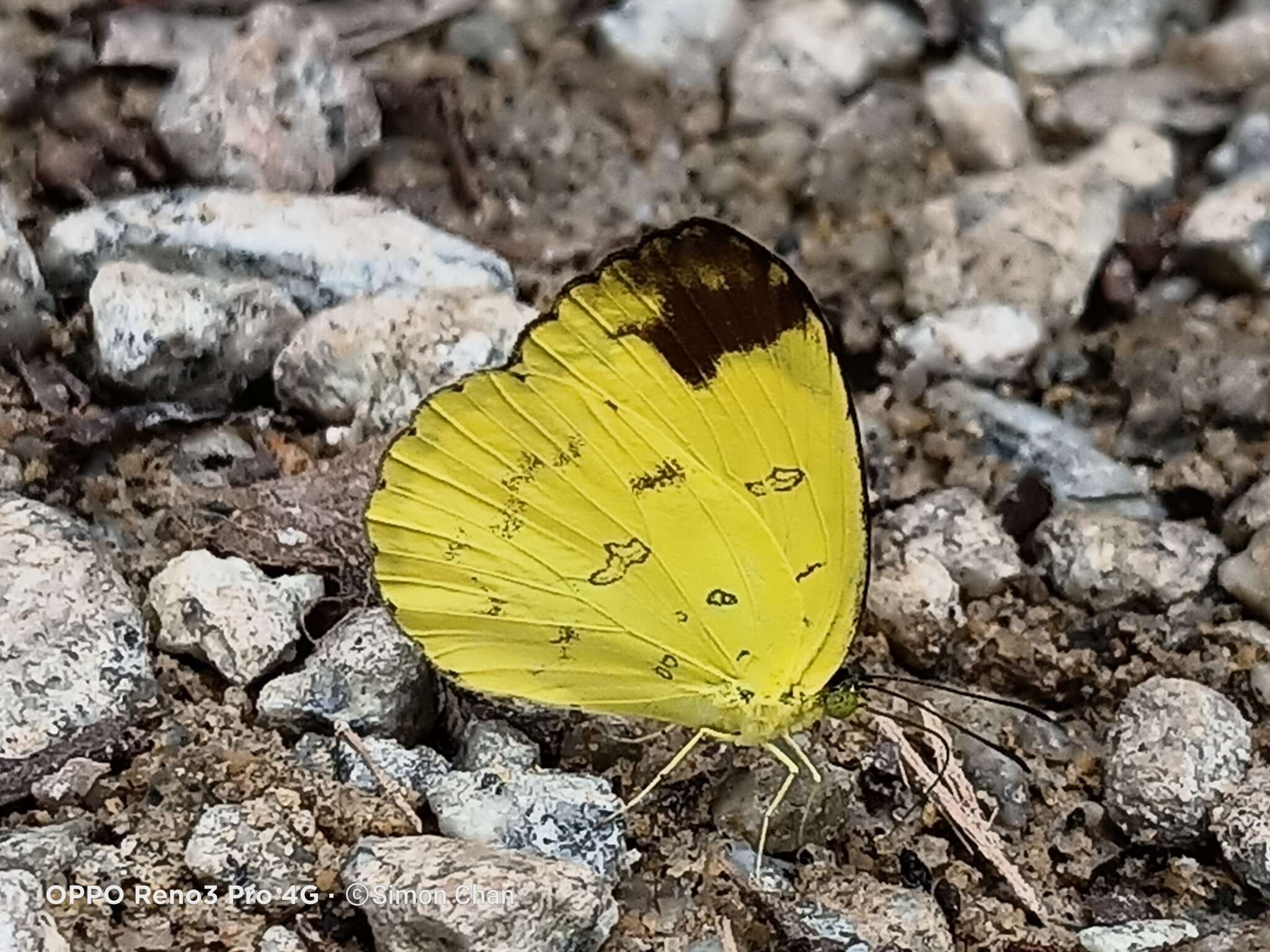 Image of Eurema simulatrix (Staudinger 1891)