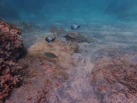 Image of Belted wrasse