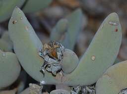 Image of Astridia citrina (L. Bol.) L. Bol.