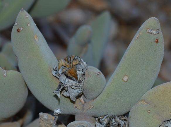 Image of Astridia citrina (L. Bol.) L. Bol.