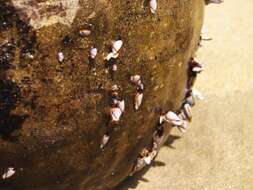 Image of goose barnacle