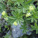 Image of Alchemilla alpigena Hegi