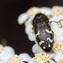 Image of Acmaeodera idahoensis Barr 1969