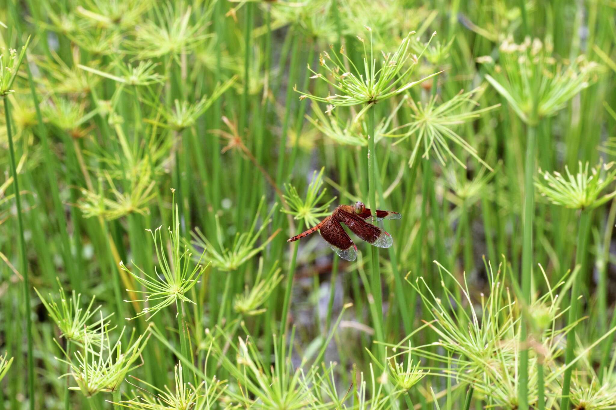 Image of Common Parasol