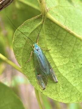 صورة Polymorphanisus elisabethae Navas 1931