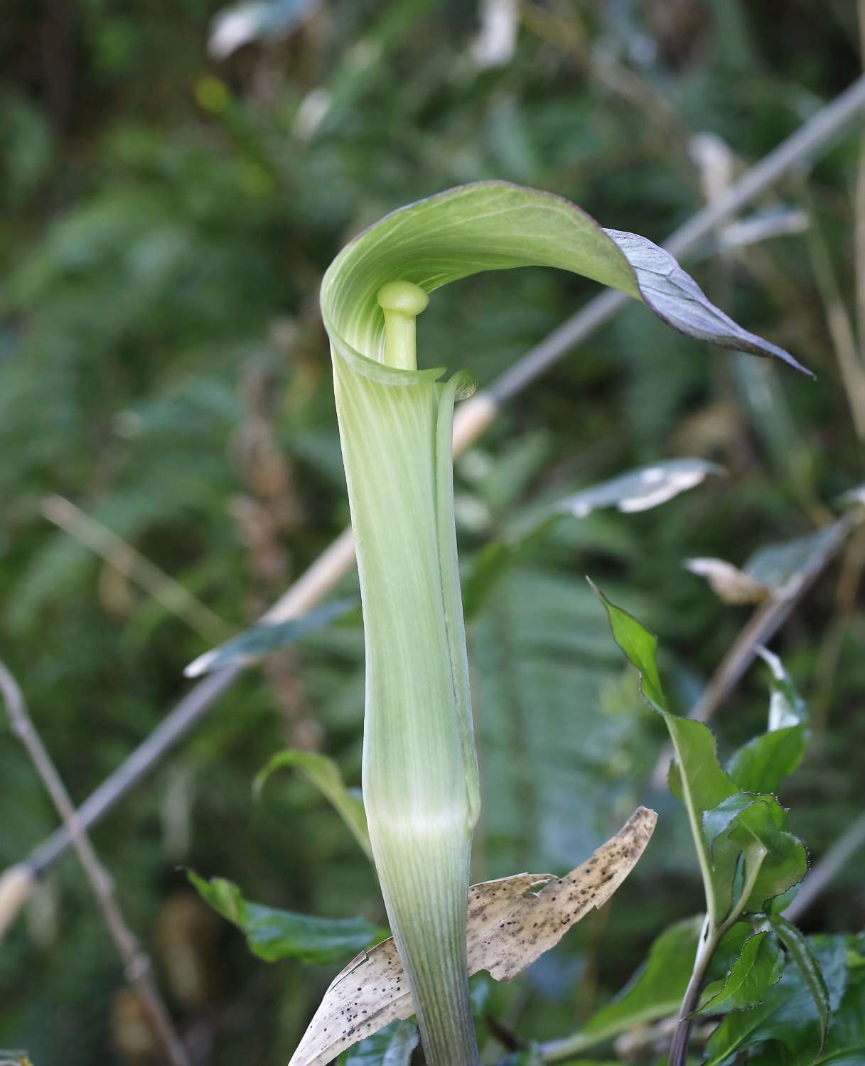 Arisaema yamatense subsp. sugimotoi (Nakai) H. Ohashi & J. Murata的圖片