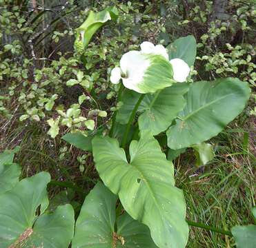 Imagem de Zantedeschia