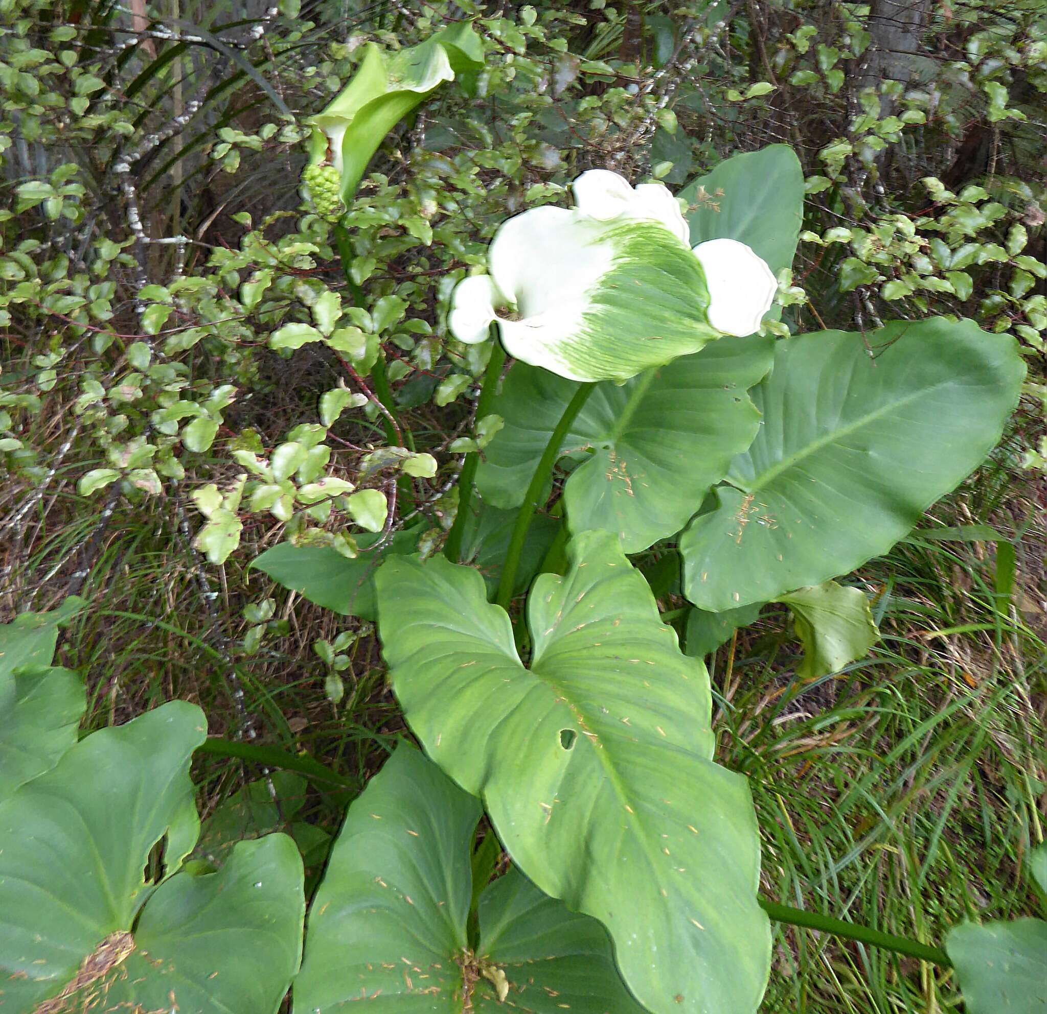 Image of calla lily