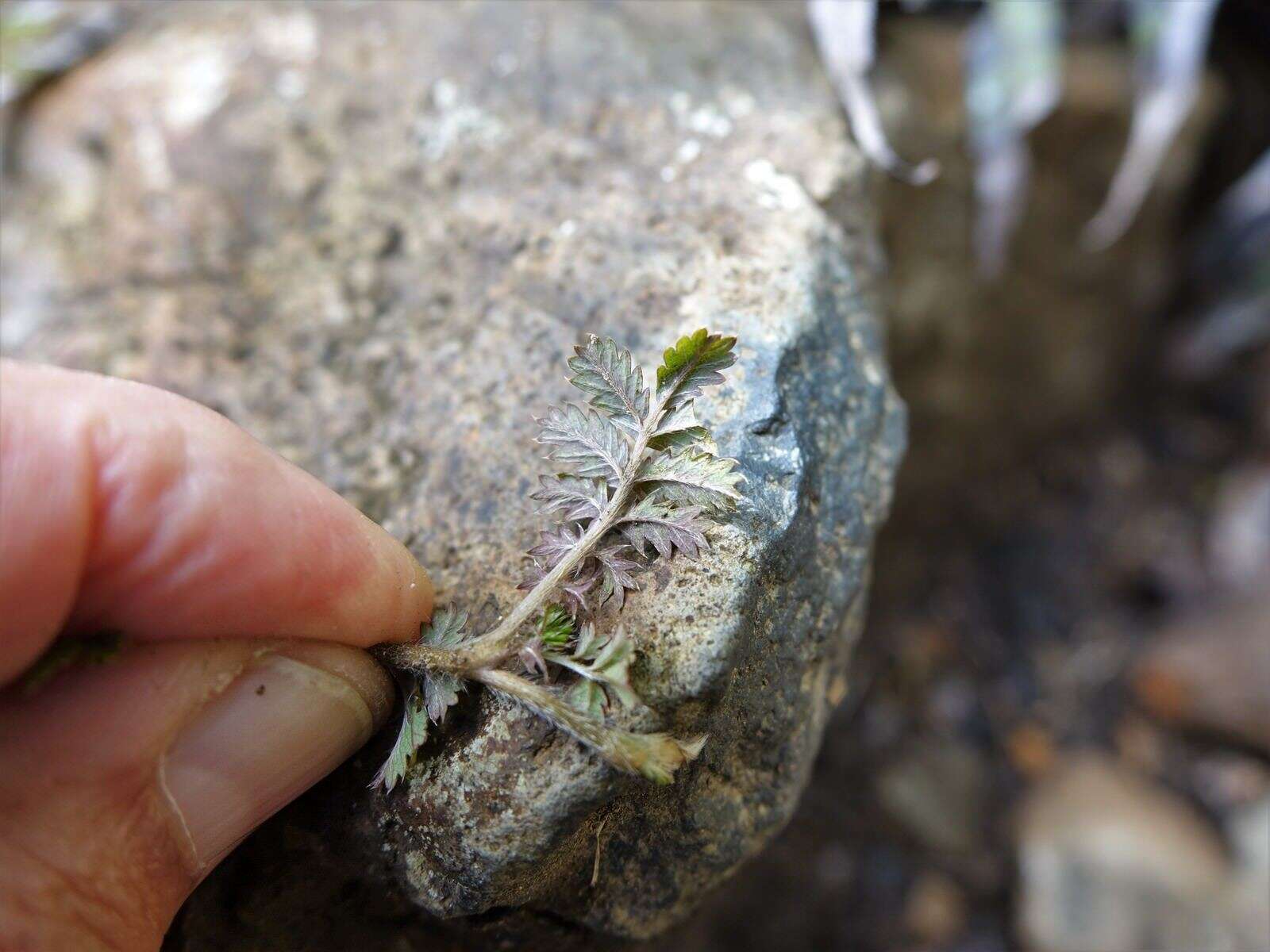 Imagem de Acaena anserinifolia (J. F. & G. Forst.) Druce