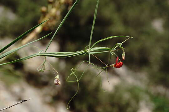 Image of Brown Vetchling