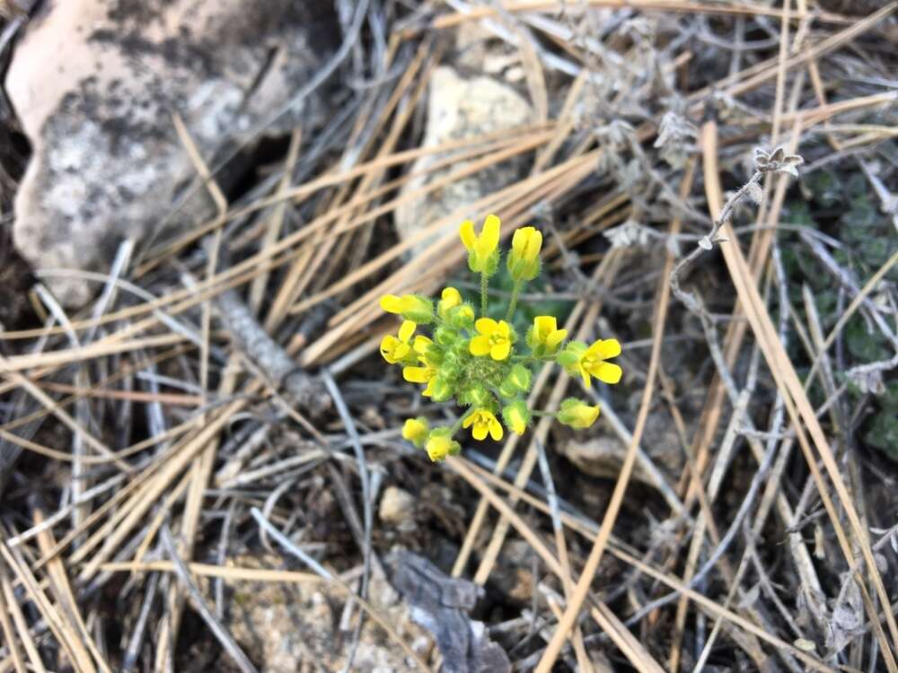 Image of rough draba