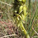 Image de Eulophia foliosa (Lindl.) Bolus