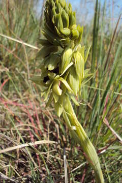 صورة Eulophia foliosa (Lindl.) Bolus