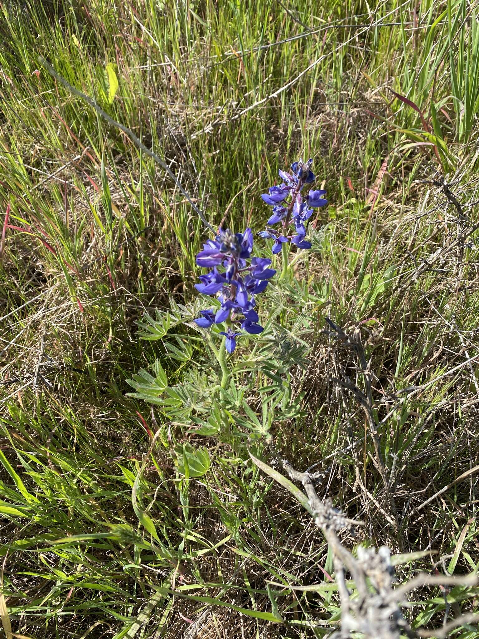 Слика од Lupinus guadalupensis C. P. Sm.