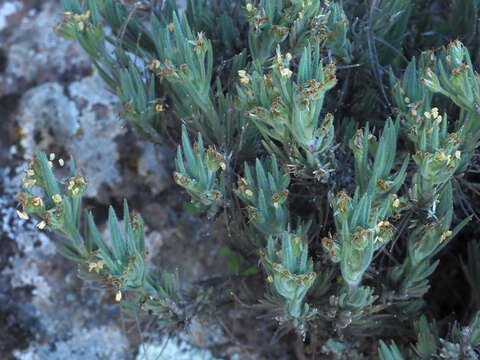 Image of Plantago webbii Barn.