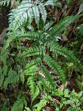 Image of Athyrium clivicola Tag.