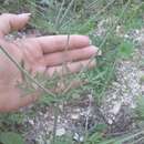 Imagem de Scabiosa praemontana Privalova