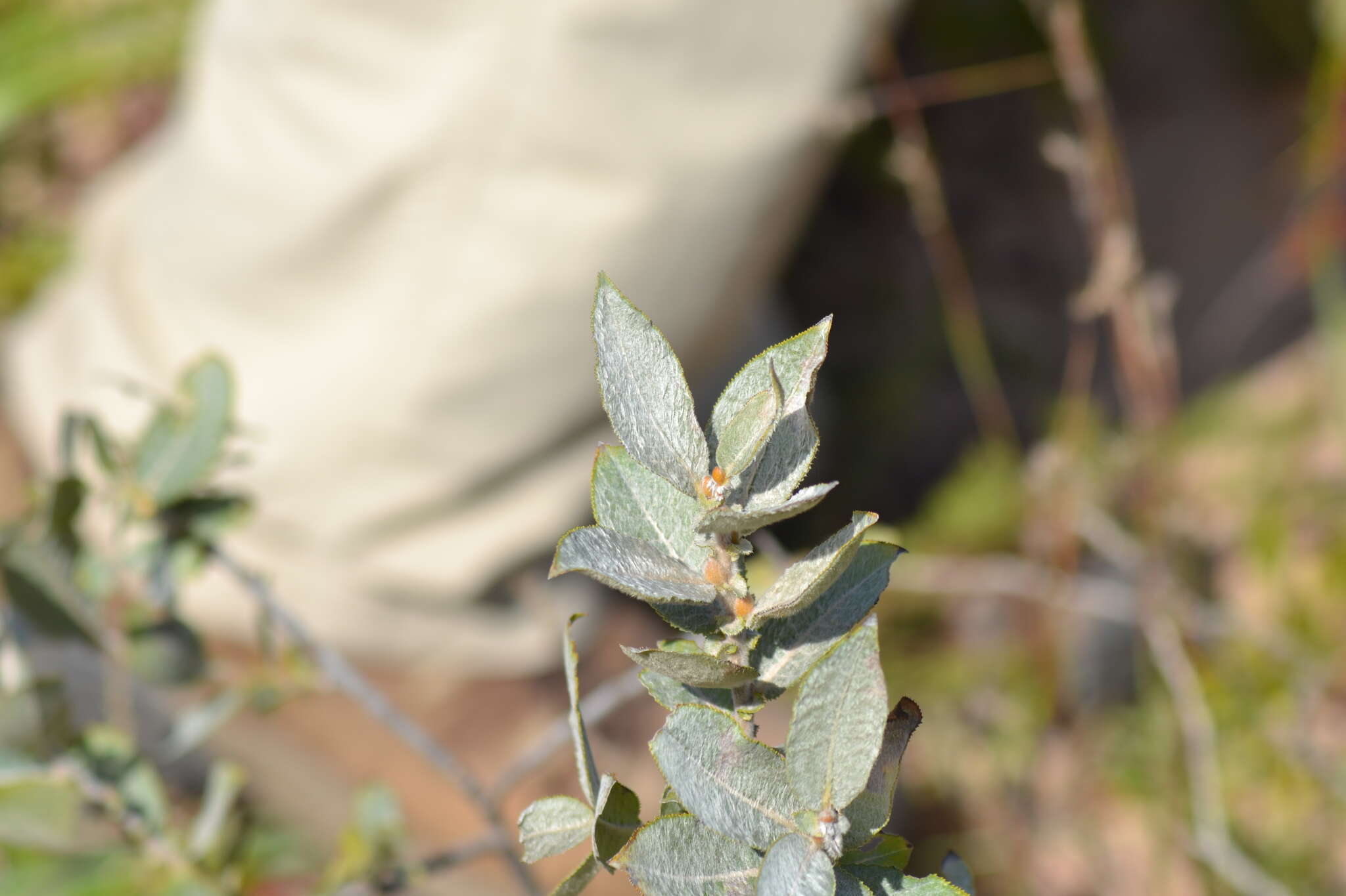 Imagem de Salix cordata Michx.