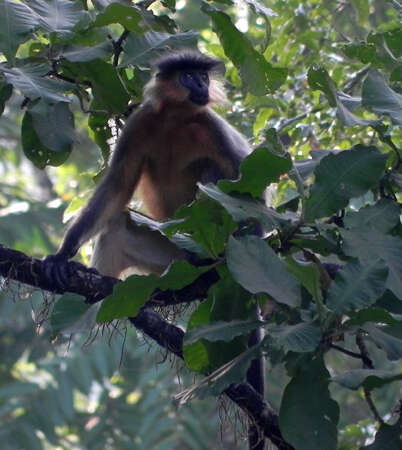 Trachypithecus pileatus (Blyth 1843) resmi