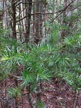 Image of Halocarpus kirkii (F. Muell. ex Parl.) Quinn