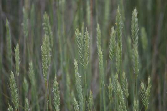 Image of Tick Quack Grass