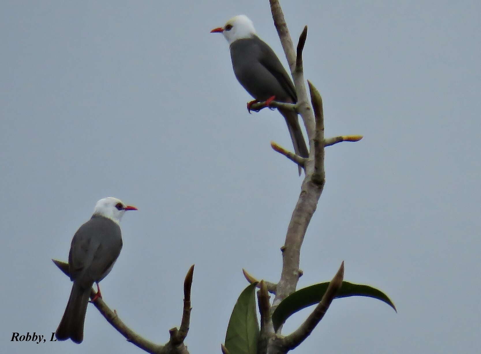 Image of White-headed Bulbul