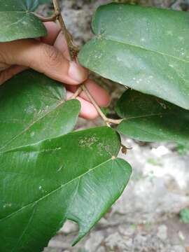 Image de Pterospermum diversifolium Bl.