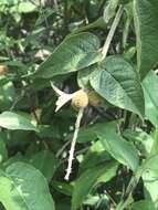 Image of Croton morifolius Willd.