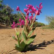 Image of Lapeirousia silenoides (Jacq.) Ker Gawl.