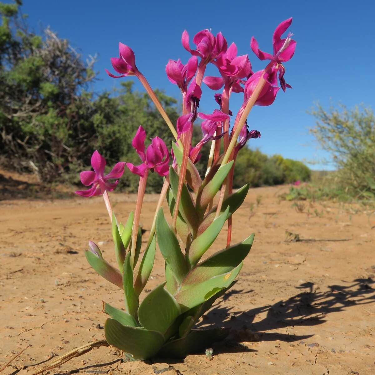 Image of Lapeirousia silenoides (Jacq.) Ker Gawl.