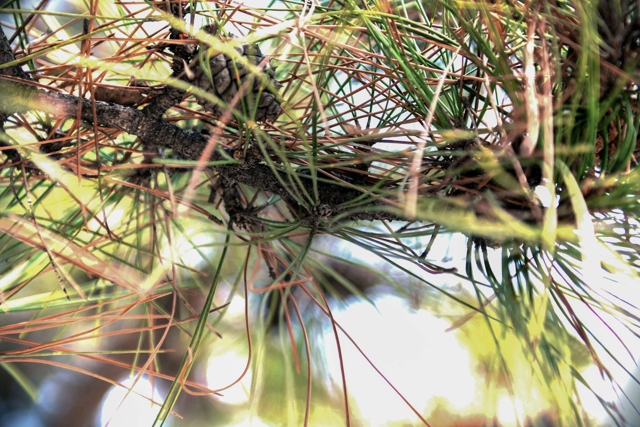 Image of Chinese Red Pine