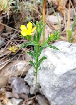 صورة Linum nodiflorum L.