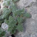 Image of Scutellaria orientalis subsp. orientalis