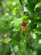 Image of Aphid