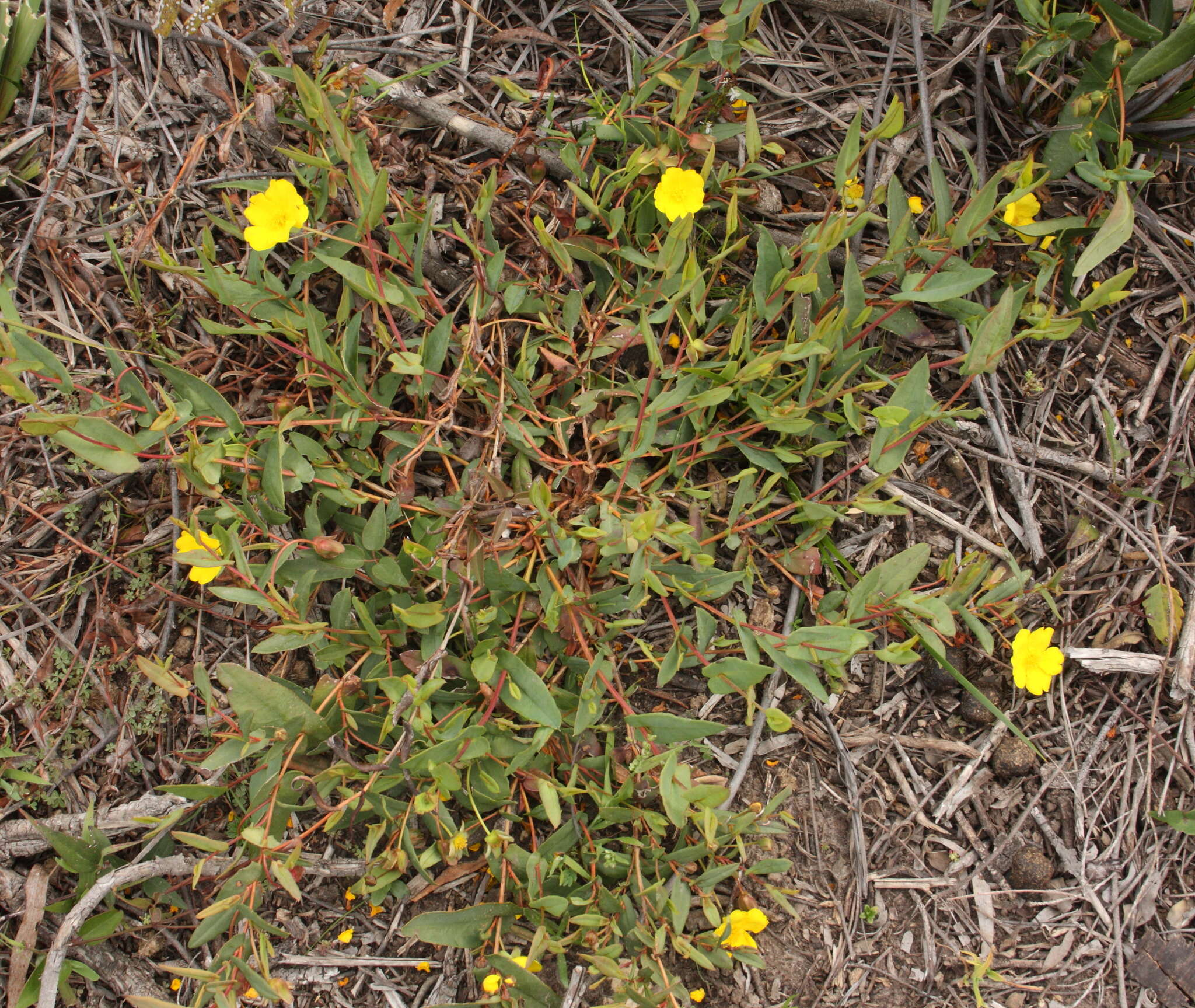 Image of Hibbertia racemosa (Endl.) Gilg