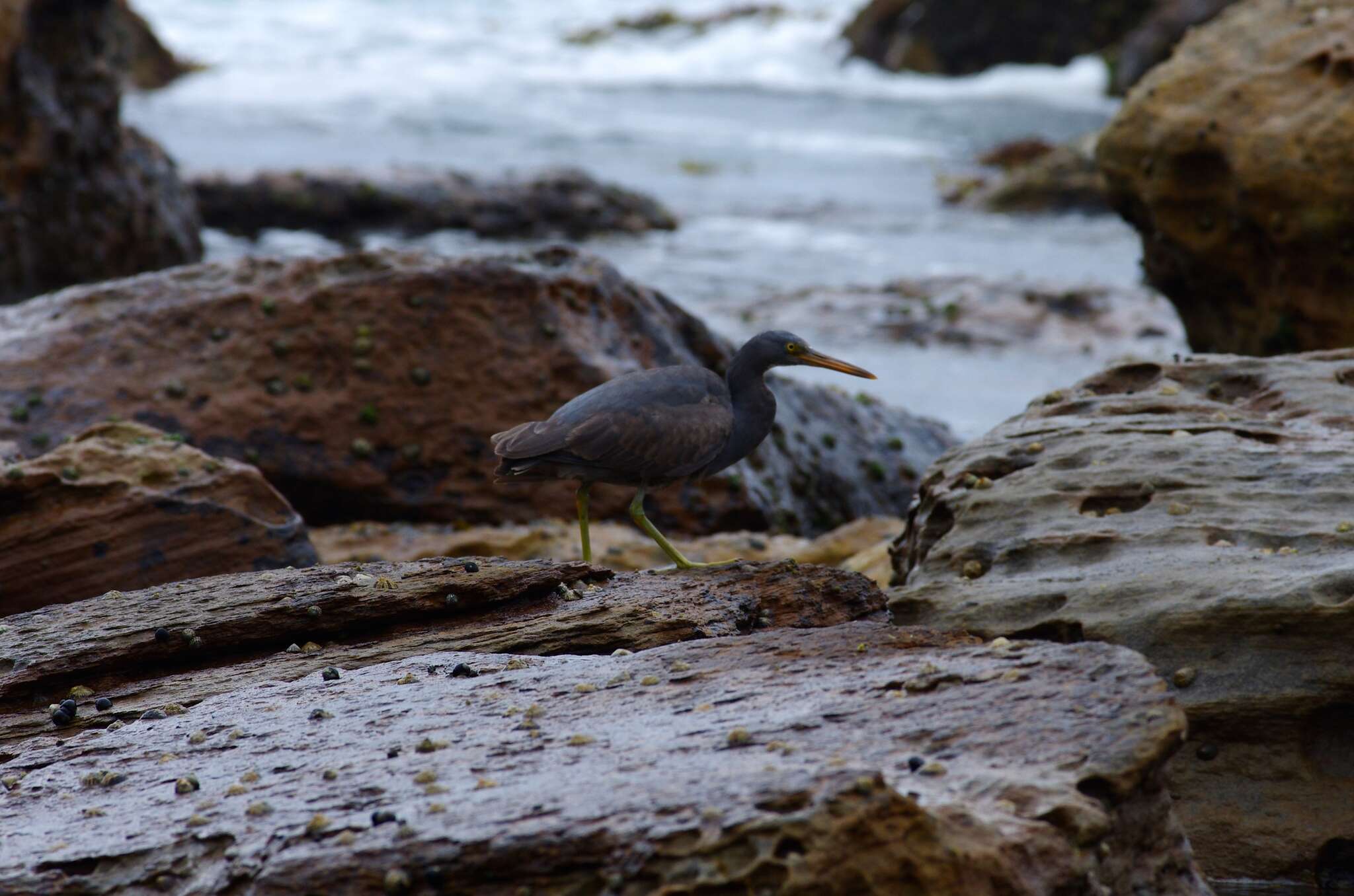 Image of Eastern Reef Egret