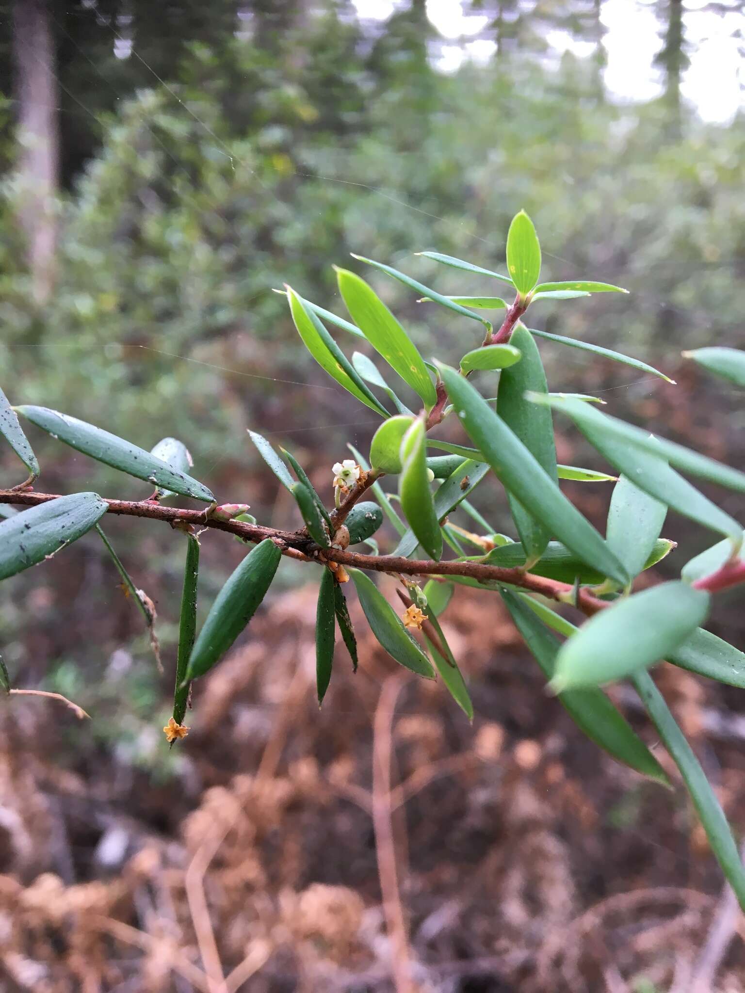 Image of Monotoca glauca (Labill.) Druce