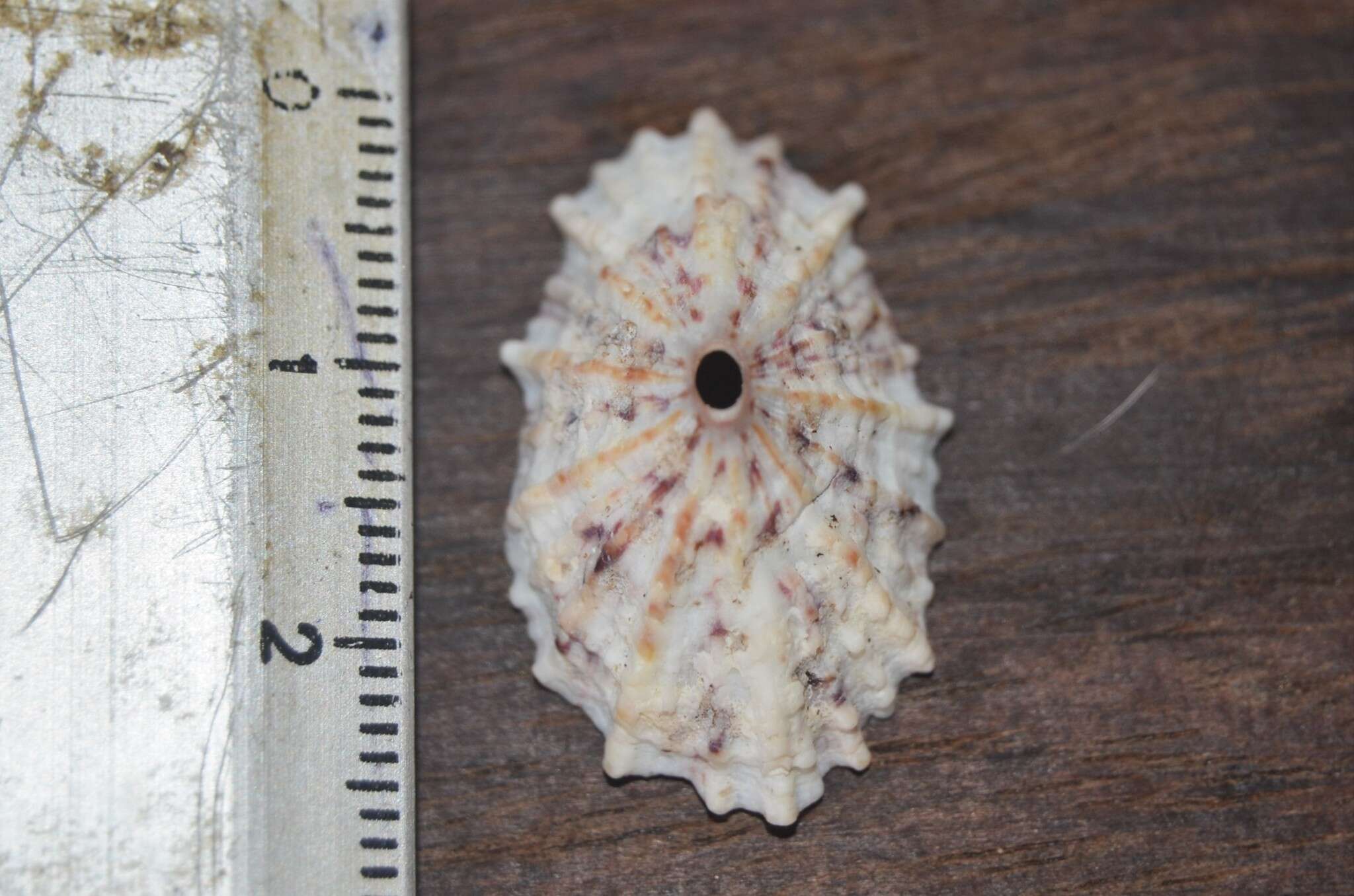 Image of Barbados key-hole limpet