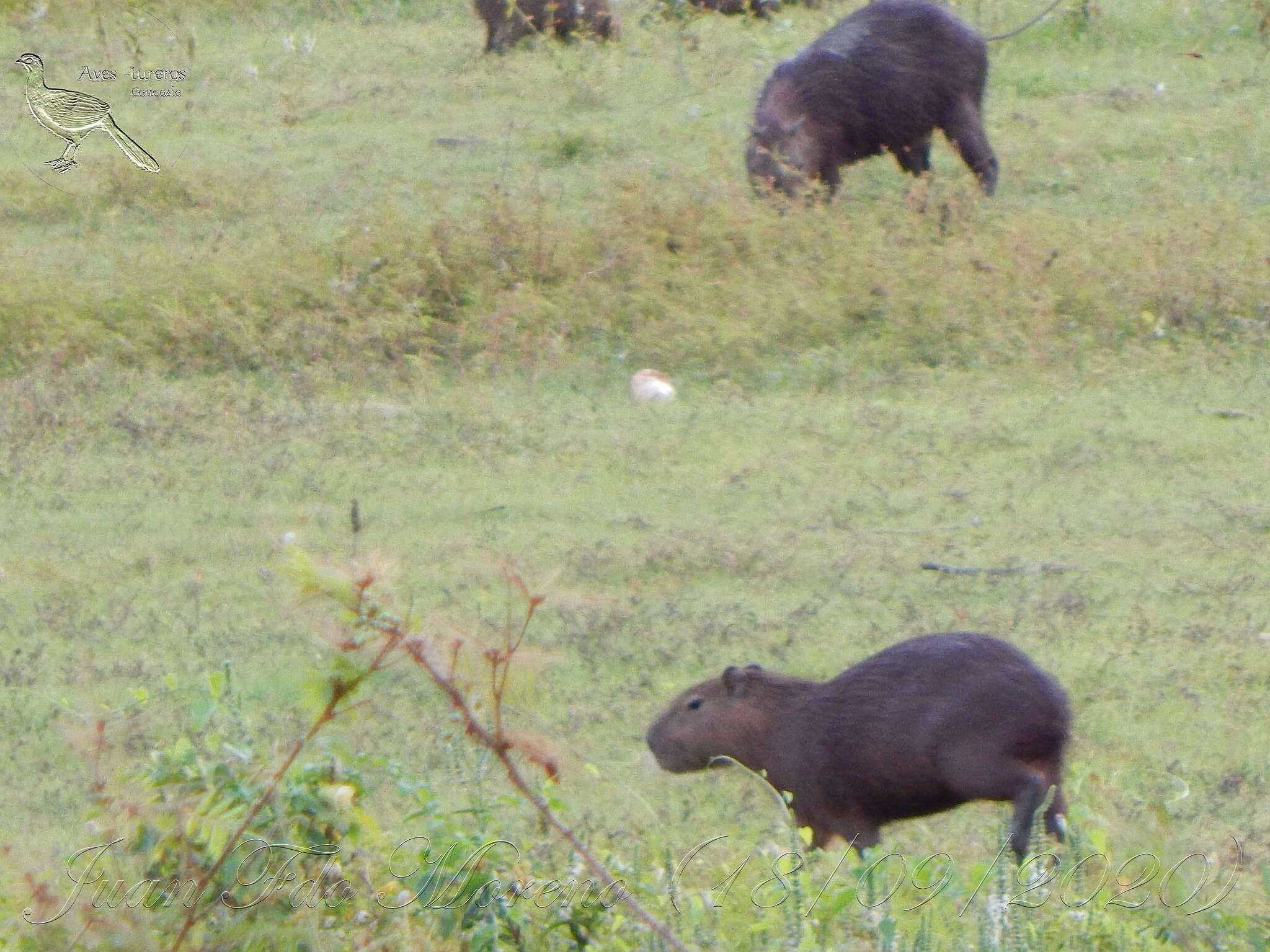 Image of Lesser Capybara