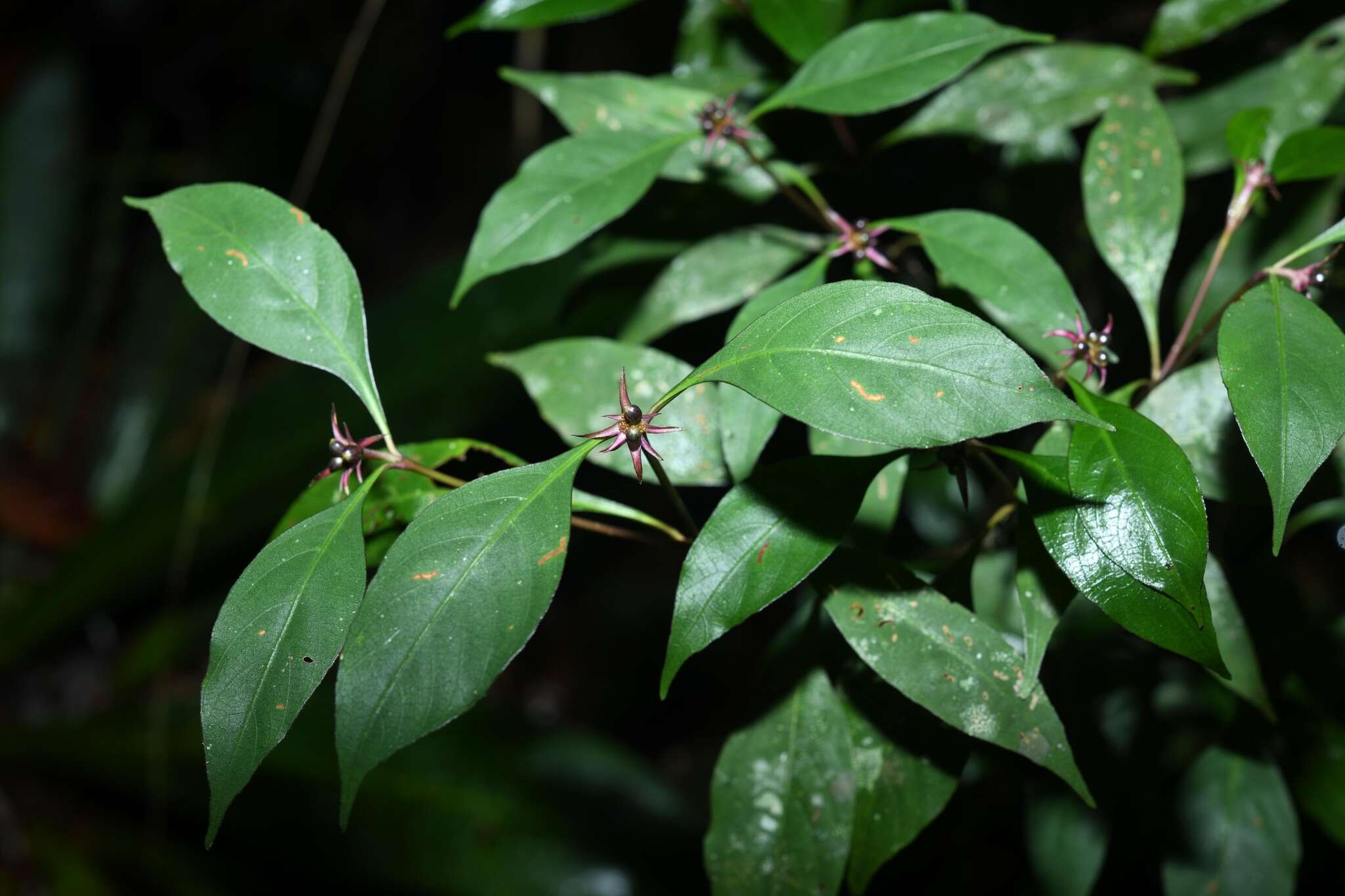 Image de Palicourea hoffmannseggiana (Willd. ex Schult.) Borhidi