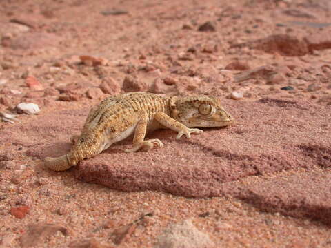 Image of Helmeted gecko