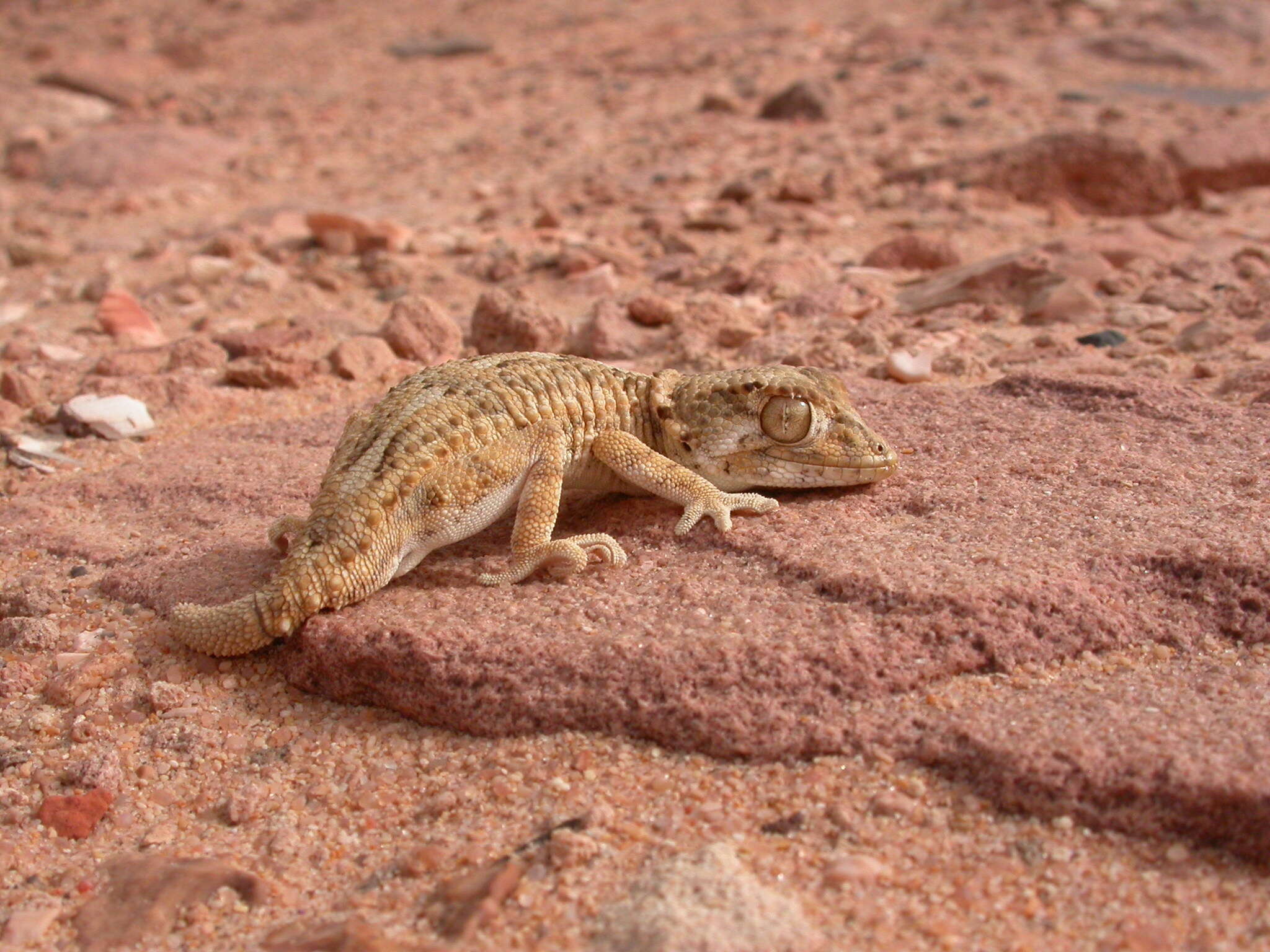 Image of Helmeted gecko