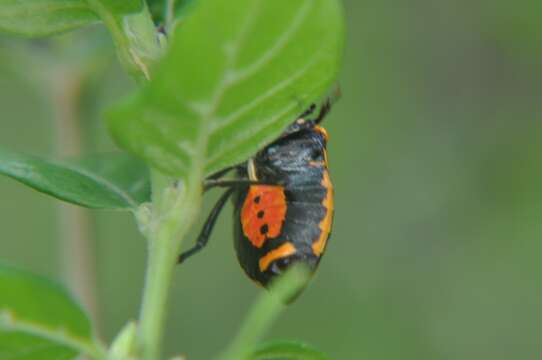 Image of Oplomus (Polypoecilus) dichrous (Herrich-Schaeffer 1838)