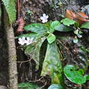Image of Napeanthus apodemus Donn. Sm.