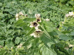 Image of black henbane