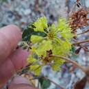 Image of Eriogonum umbellatum var. ahartii Reveal