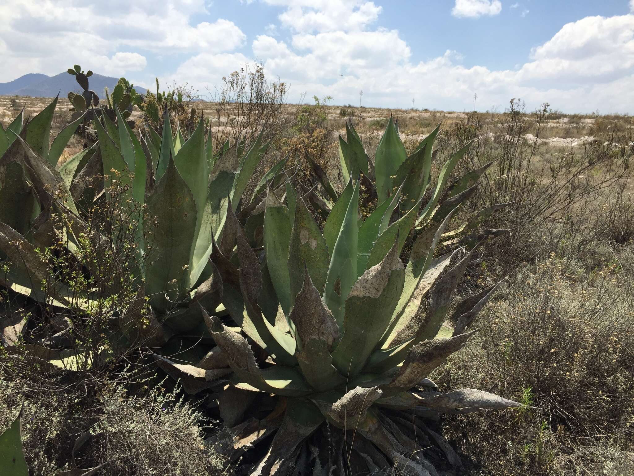 Image of Agave scaposa Gentry