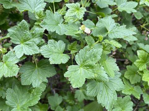 Image of mapleleaf currant