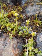 Image of pygmy saxifrage